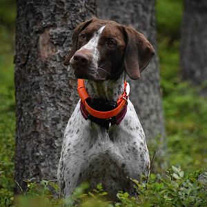 Obojek pro dalšího psa - DOG GPS X20