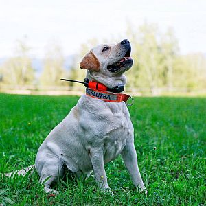 Obojek pro dalšího psa DOG GPS X25