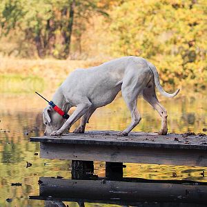 Obojek pro dalšího psa DOG GPS X25T