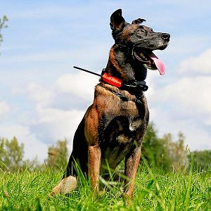 Obojek pro dalšího psa DOG GPS X30B