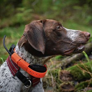 Obojek pro dalšího psa DOG GPS X30T