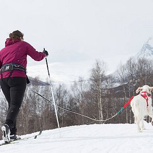 Opasek na dlouhé túry Trekking Belt 2.0 Non-stop dogwear