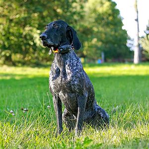 Vyhledávací a výcvikové zařízení se zvukovým lokátorem DOG GPS X30TB